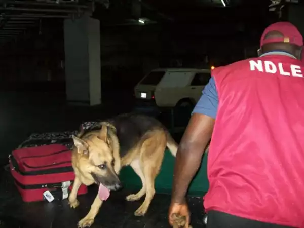 NDLEA nabs man with N9.8m fake currency